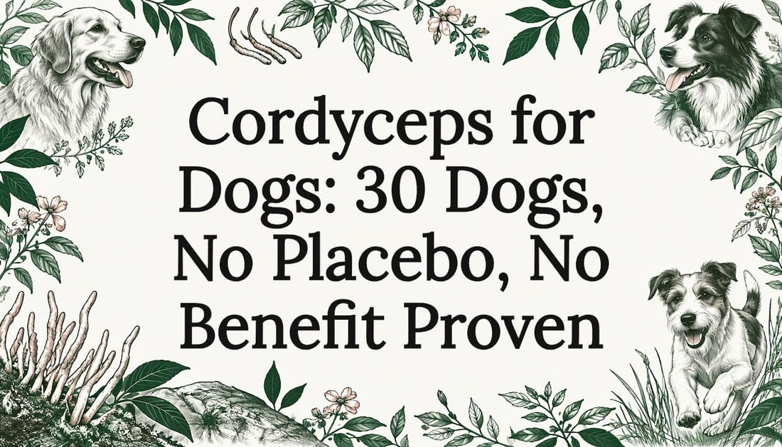 Sketch of an active dog with cordyceps