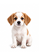 Mini dog (up to 10 lbs)