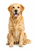 Large dog (61+ lbs)