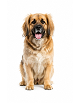 Medium dog (31–60 lbs)