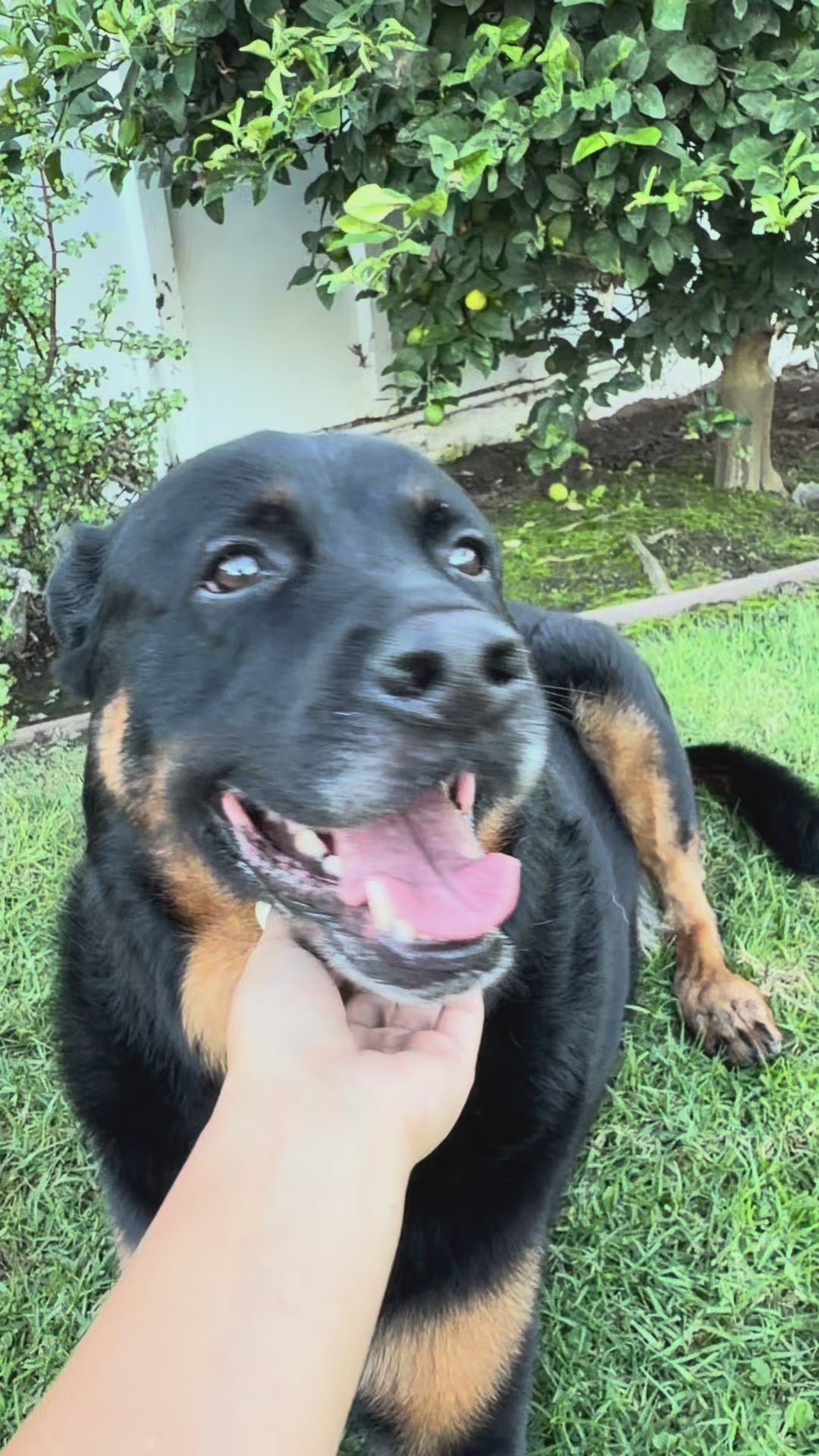 Load video: Will Your Dog Actually Eat It?