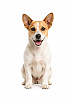 Small dog (11–30 lbs)